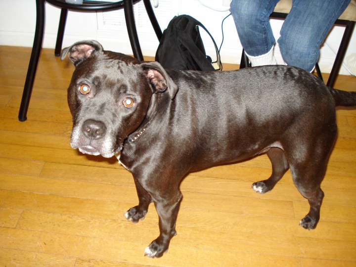 I think I'm a lap dog.