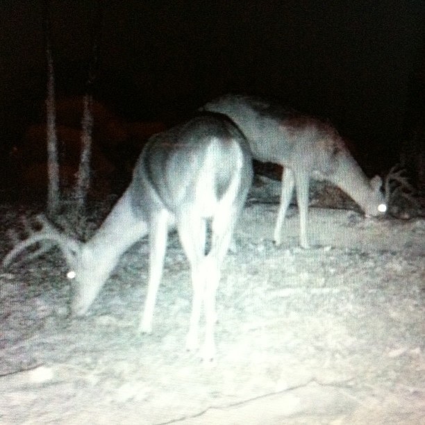 Game Camera