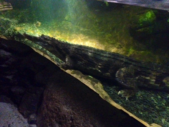 This guy was 17 feet long, or something crazy like that.