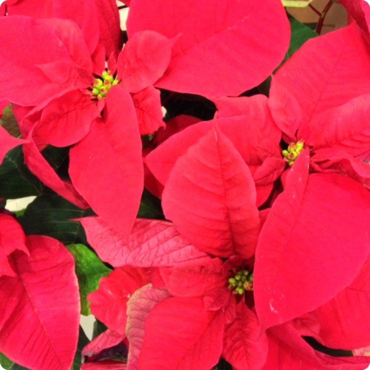 Poinsetta