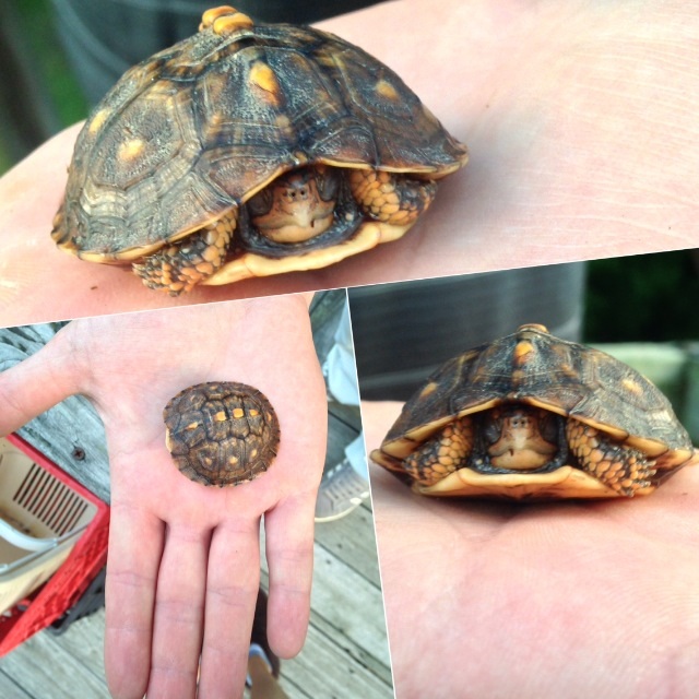 I love having the woods for a backyard! 